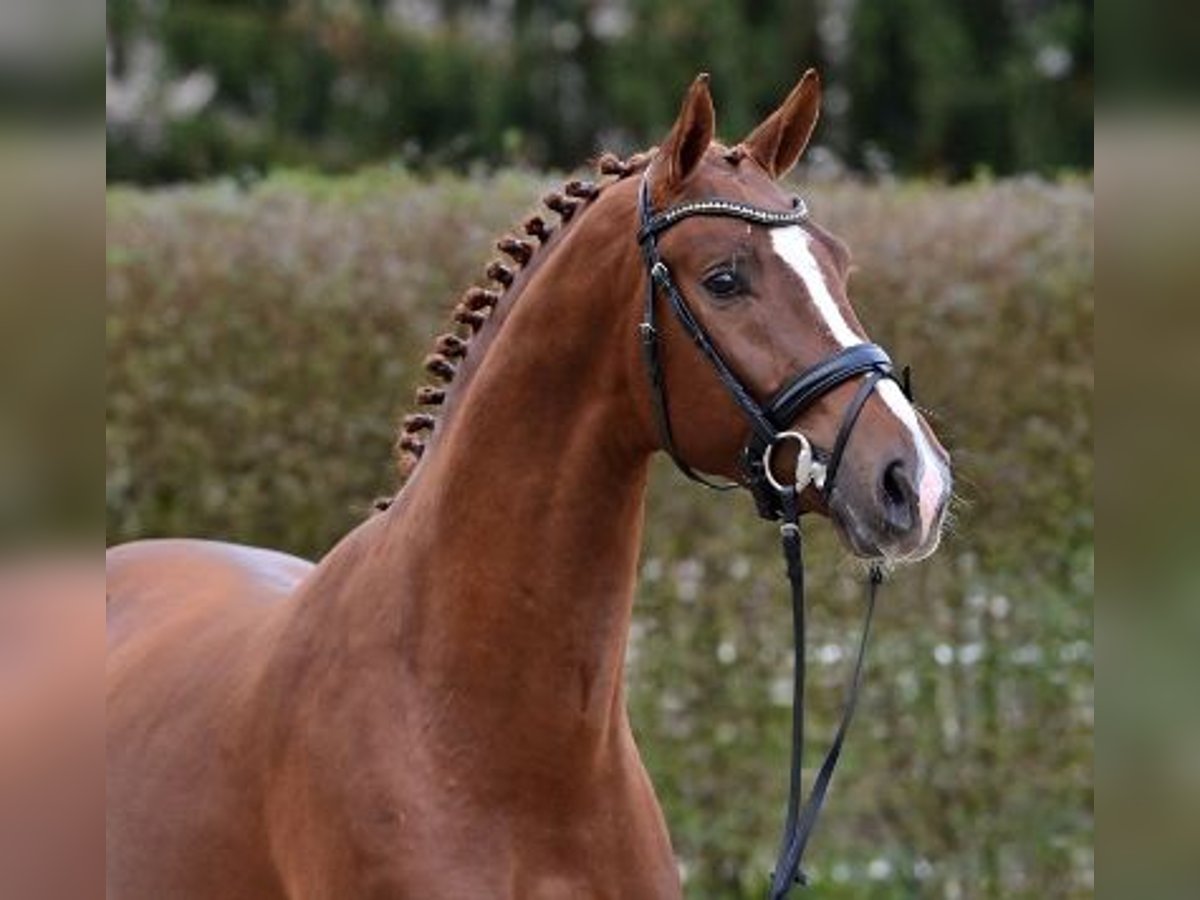 Oldenbourg Étalon 2 Ans Alezan in Steinfeld (Oldenburg)