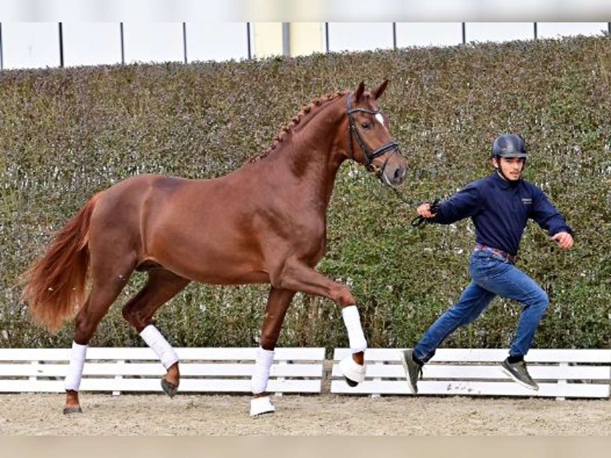 Oldenbourg Étalon 2 Ans Alezan in Steinfeld (Oldenburg)