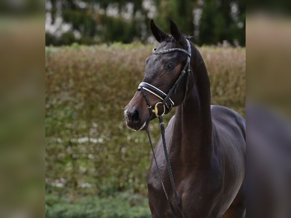 Oldenbourg Étalon 2 Ans Bai brun in Steinfeld (Oldenburg)