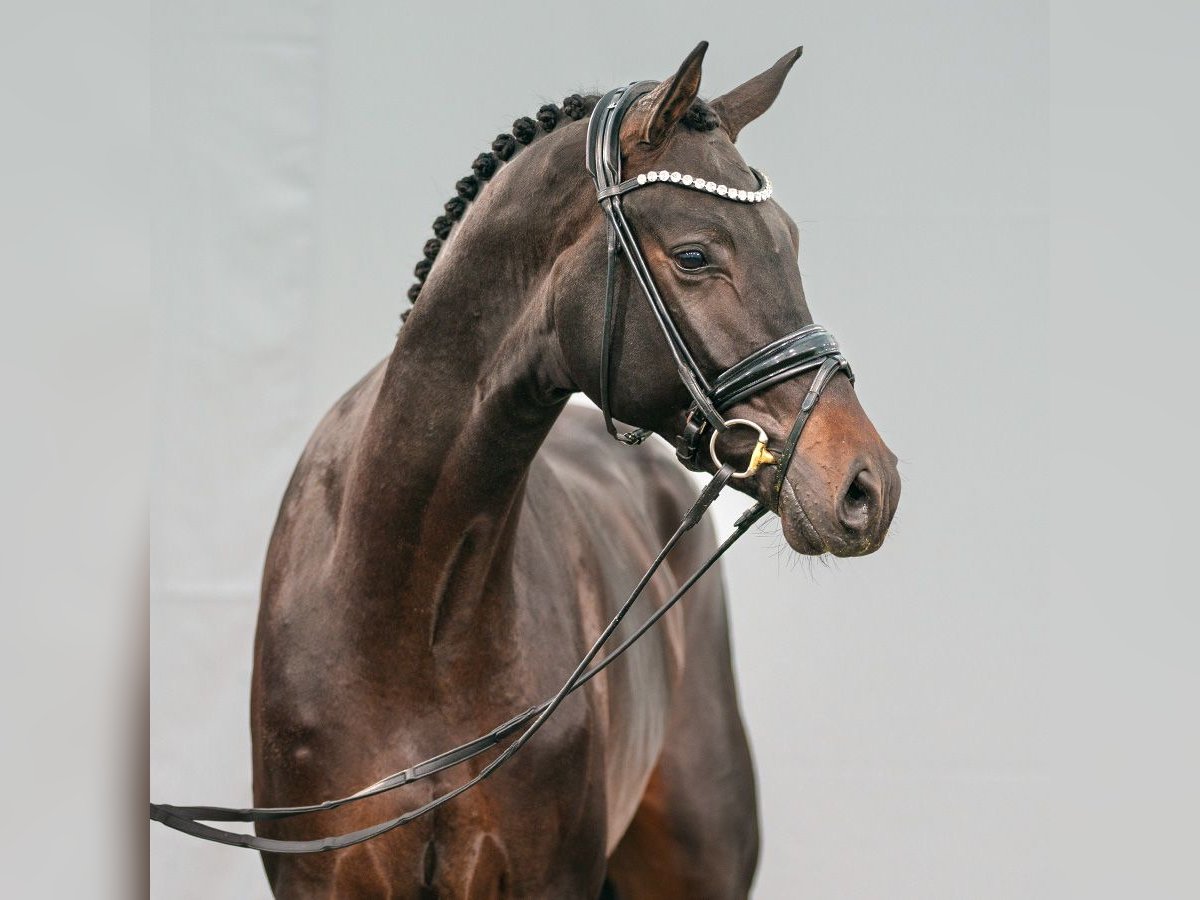 Oldenbourg Étalon 2 Ans Bai brun foncé in Münster-Handorf