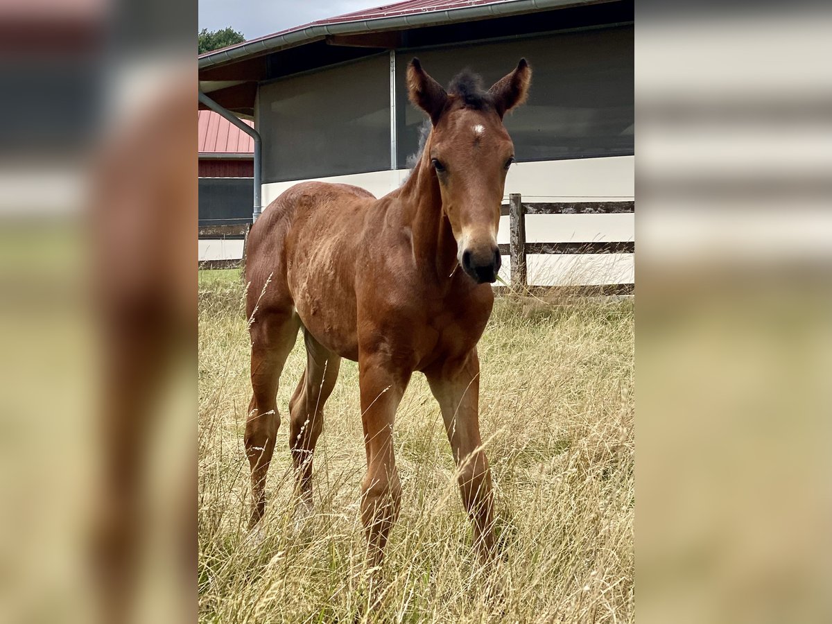 Oldenbourg Étalon 2 Ans Bai in Lemgo