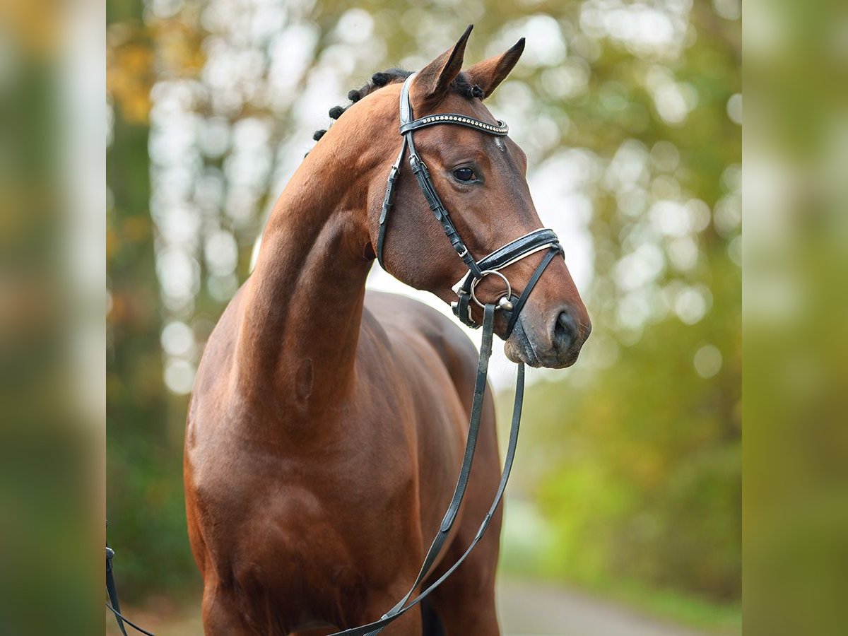 Oldenbourg Étalon 2 Ans Bai in Rostock