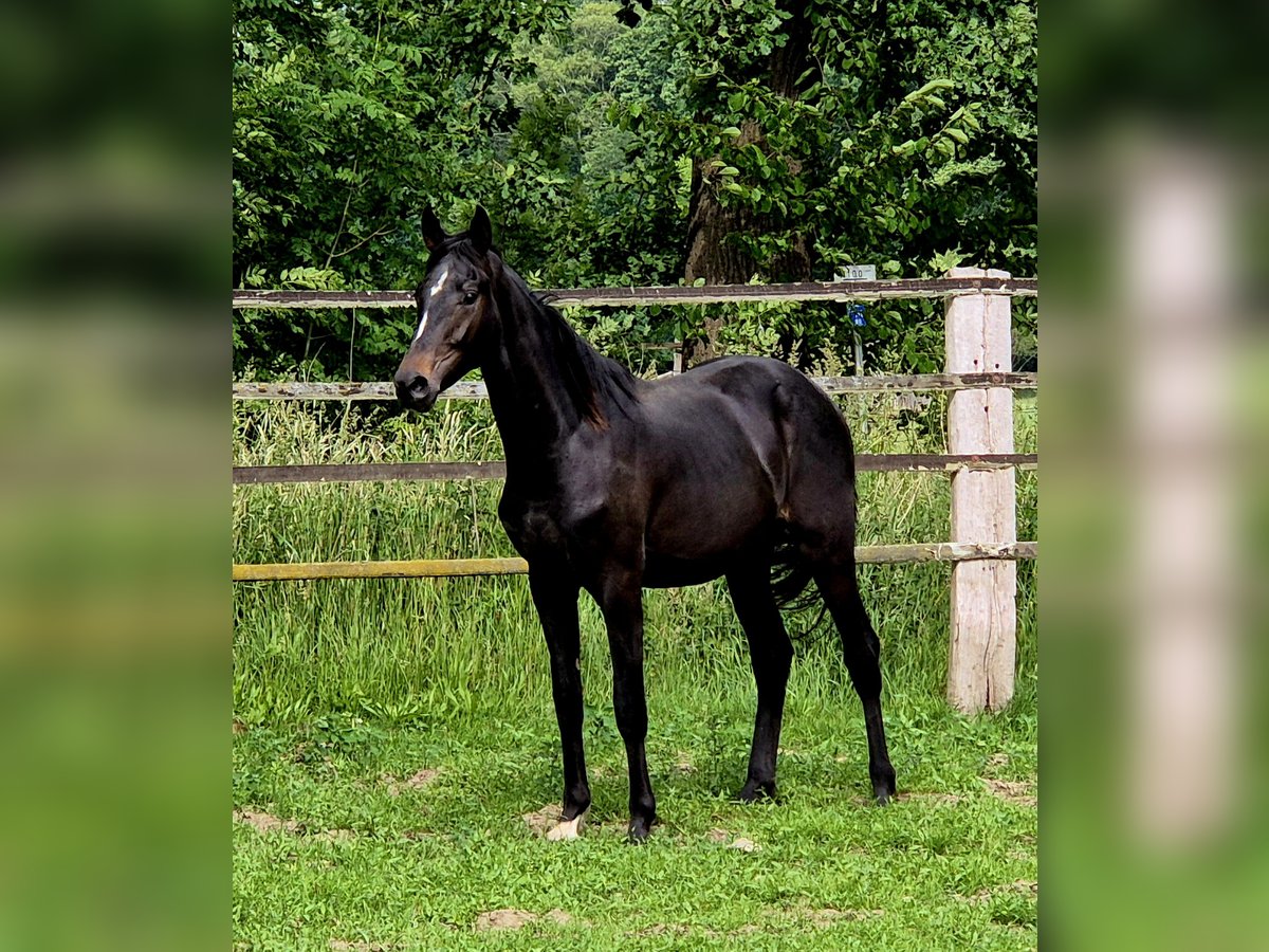 Oldenbourg Étalon 2 Ans in Ehrenburg