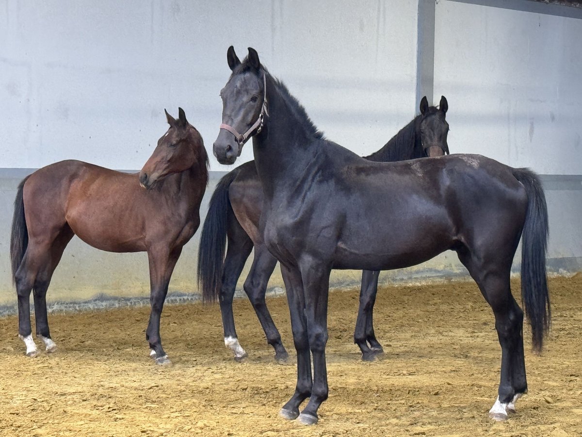 Oldenbourg Étalon 2 Ans Noir in Hopsten