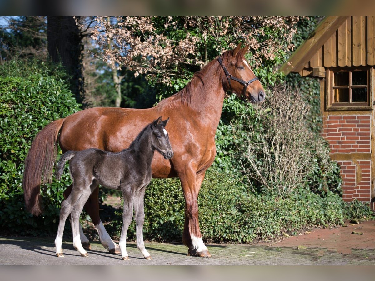 Oldenbourg Étalon 2 Ans Noir in Löningen