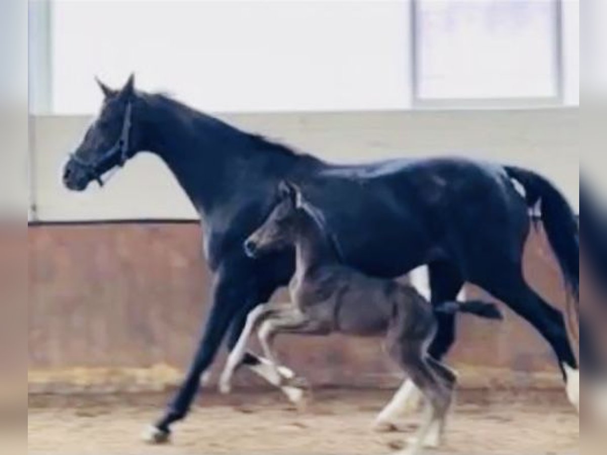 Oldenbourg Étalon 2 Ans Noir in Rosdorf