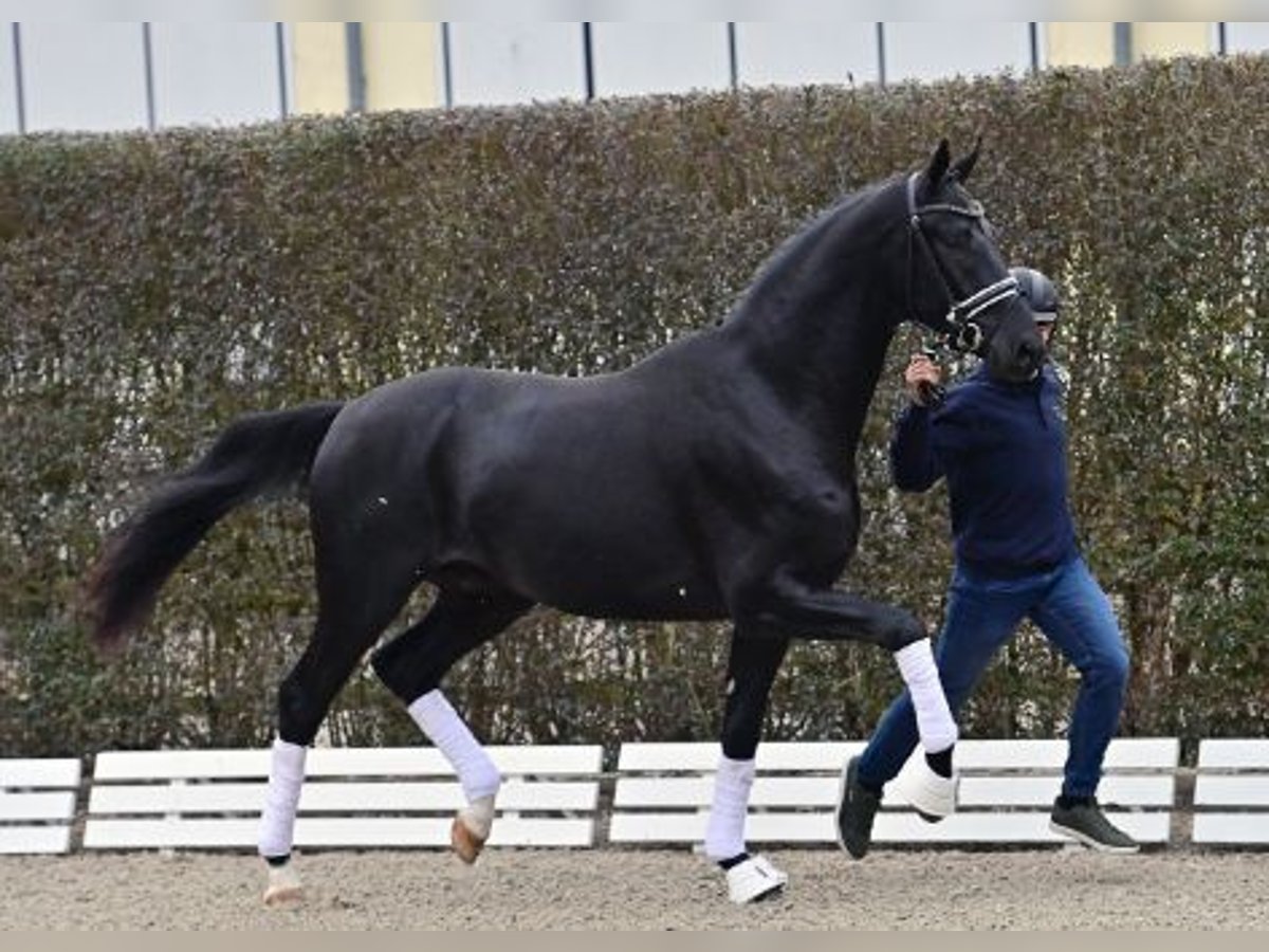 Oldenbourg Étalon 2 Ans Noir in Steinfeld (Oldenburg)