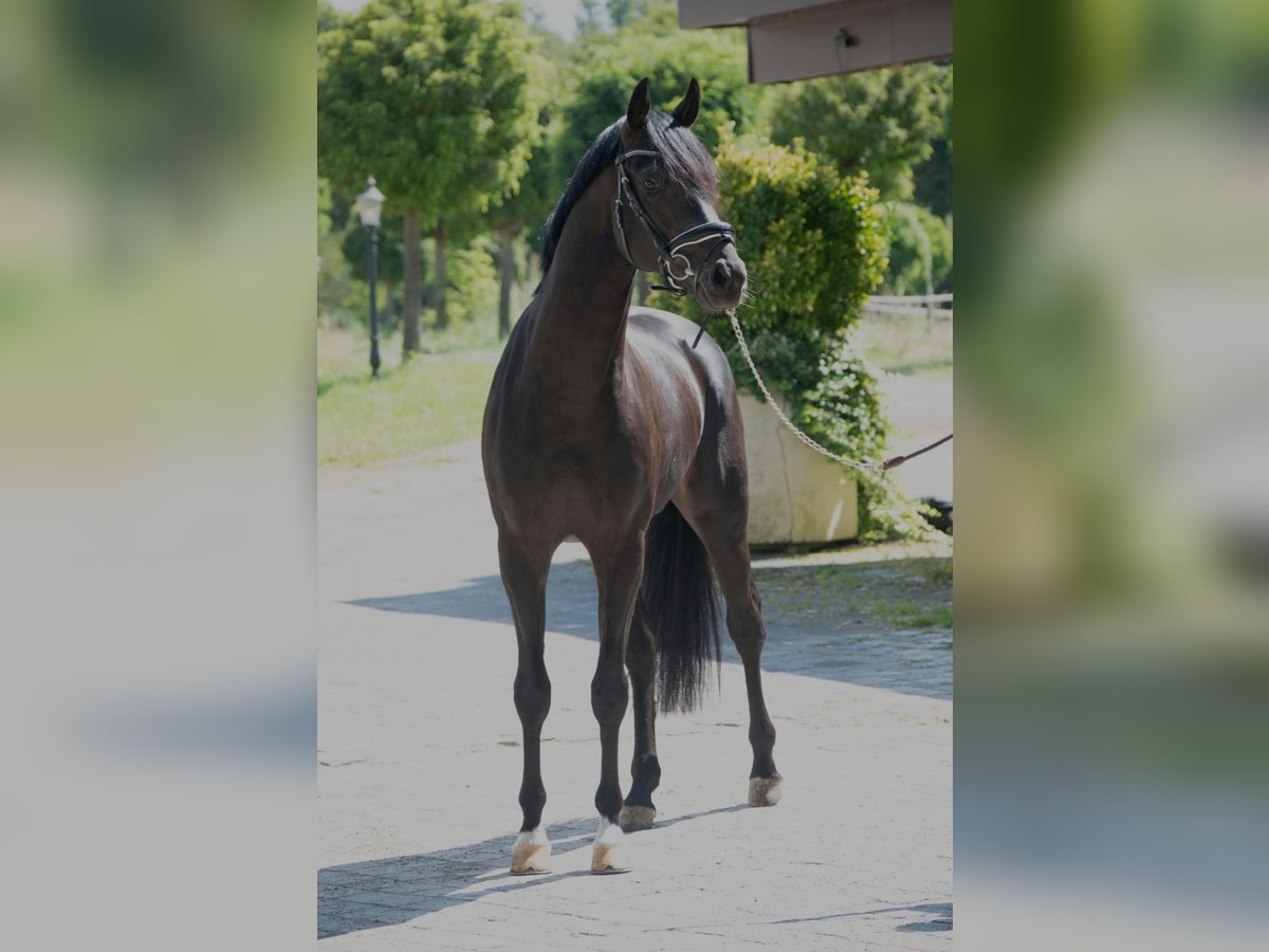 Oldenbourg Étalon 3 Ans 166 cm Bai brun in SUSTEREN