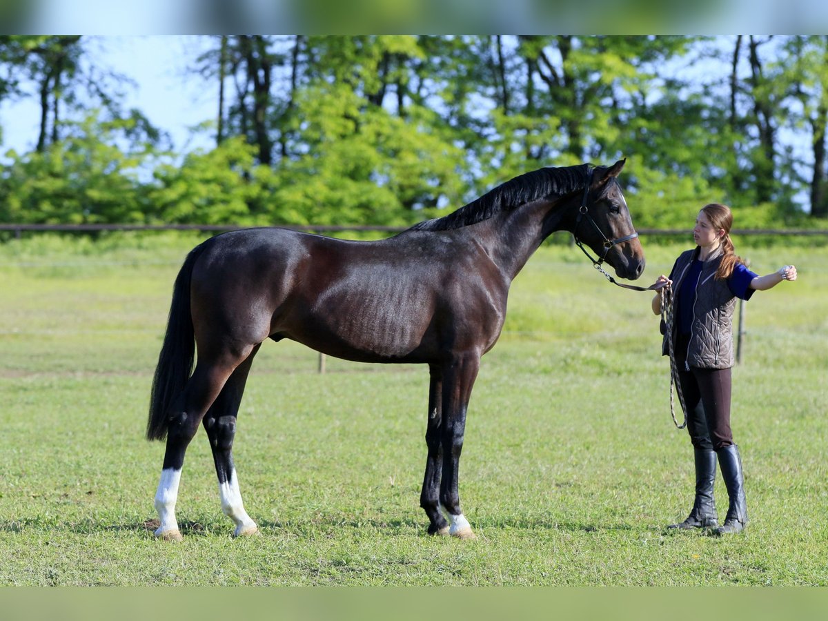 Oldenbourg Étalon 3 Ans 167 cm Bai cerise in Britovka