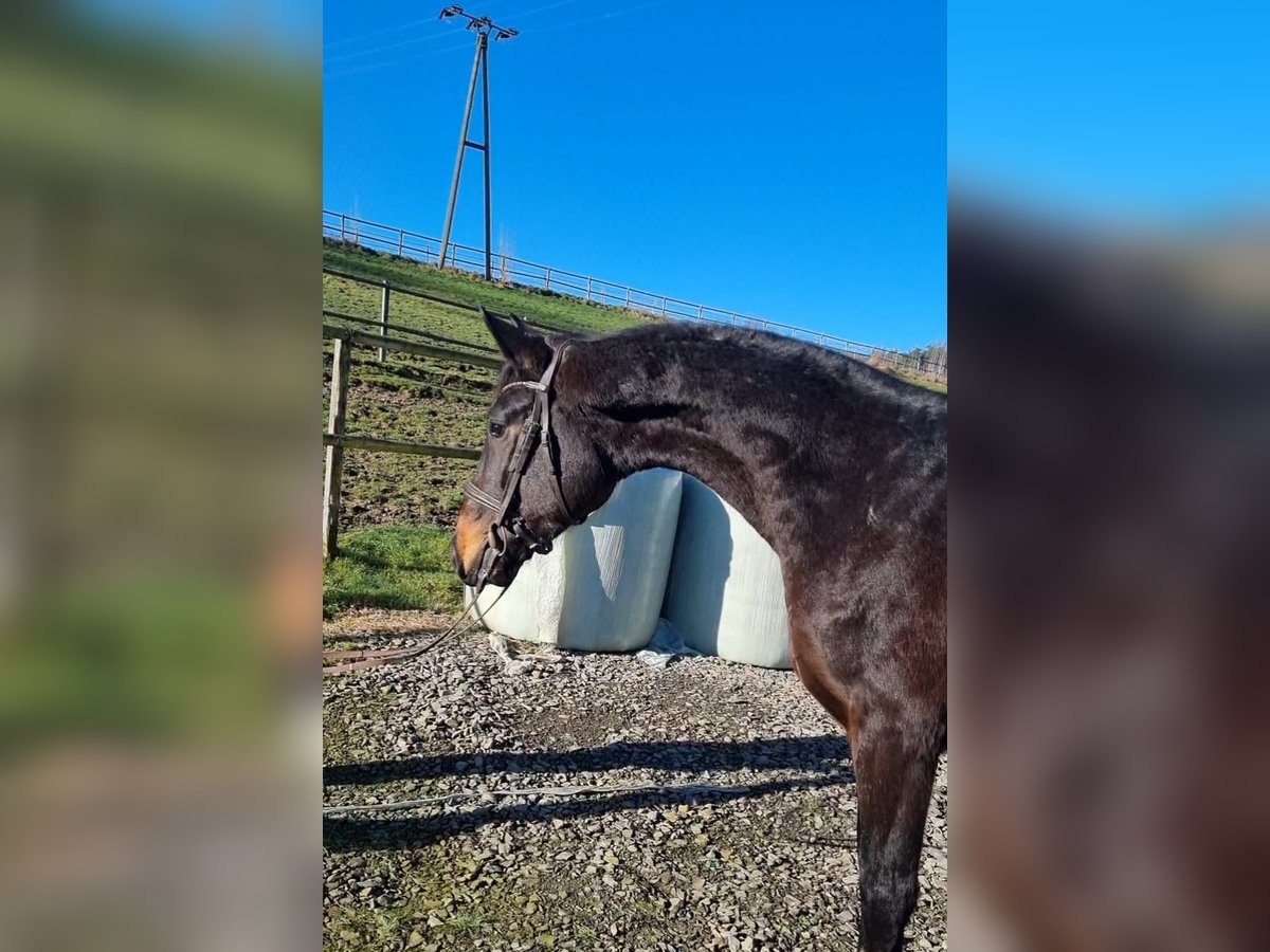 Oldenbourg Étalon 3 Ans 170 cm Bai brun in Kürten