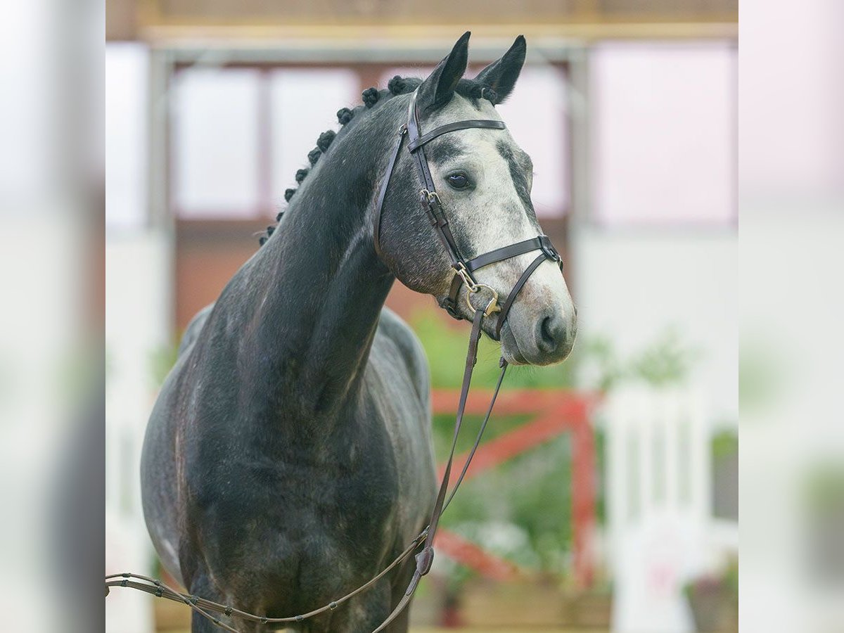 Oldenbourg Étalon 3 Ans Gris in Münster-Handorf