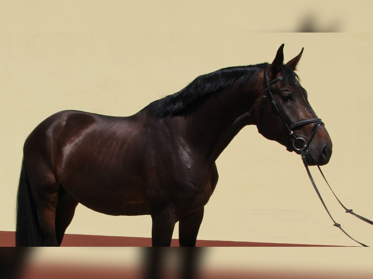 Oldenbourg Étalon 4 Ans 173 cm Bai brun in Nagytarcsa