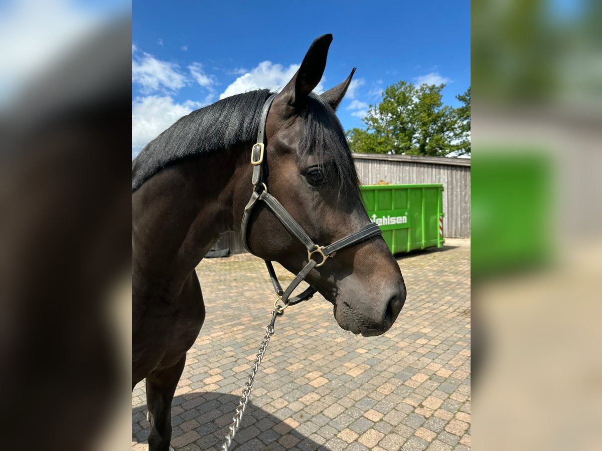 Oldenbourg Étalon 4 Ans 183 cm Bai brun foncé in Stuhr