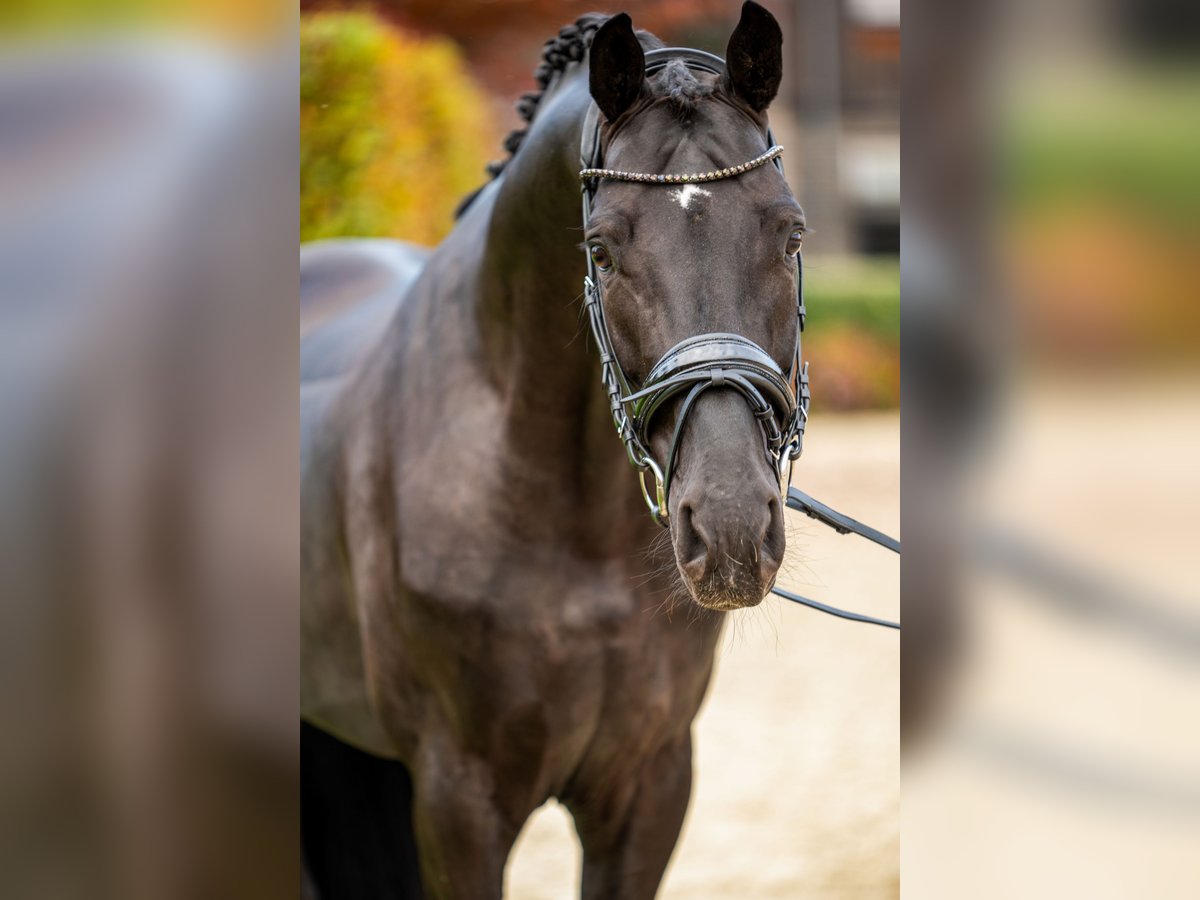 Oldenbourg Étalon 5 Ans 174 cm Noir in Dreieich