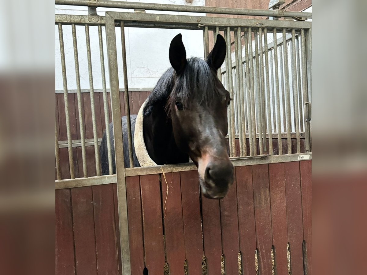 Oldenbourg Étalon 5 Ans 179 cm Bai brun foncé in Sandbostel