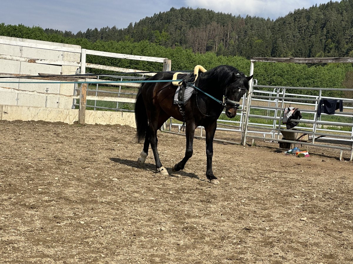 Oldenbourg Étalon 6 Ans 160 cm Noir in Wirtschach Oldenbourg Étalon 6 Ans 160 cm Noir in Wirtschach