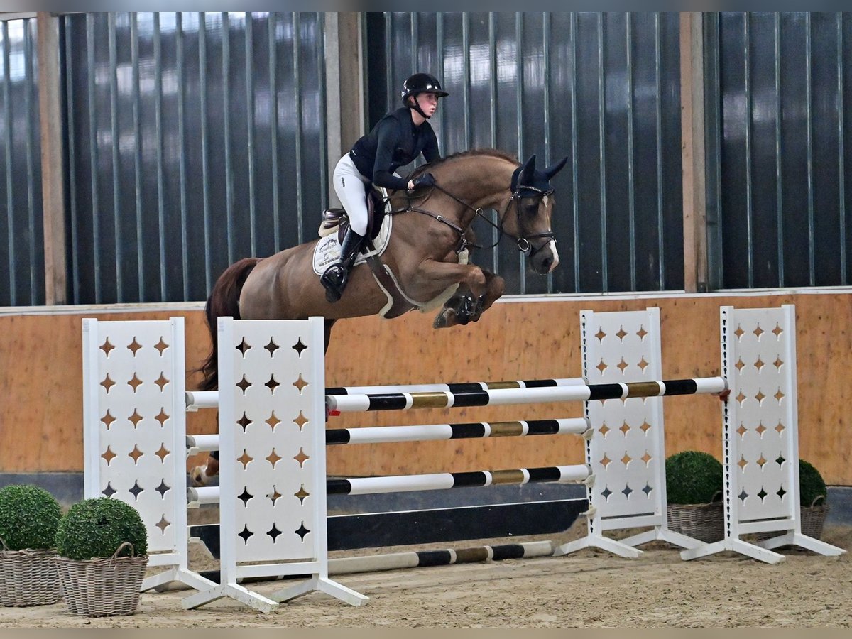 Oldenbourg Étalon 6 Ans 168 cm Alezan brûlé in Steinfeld (Oldenburg)