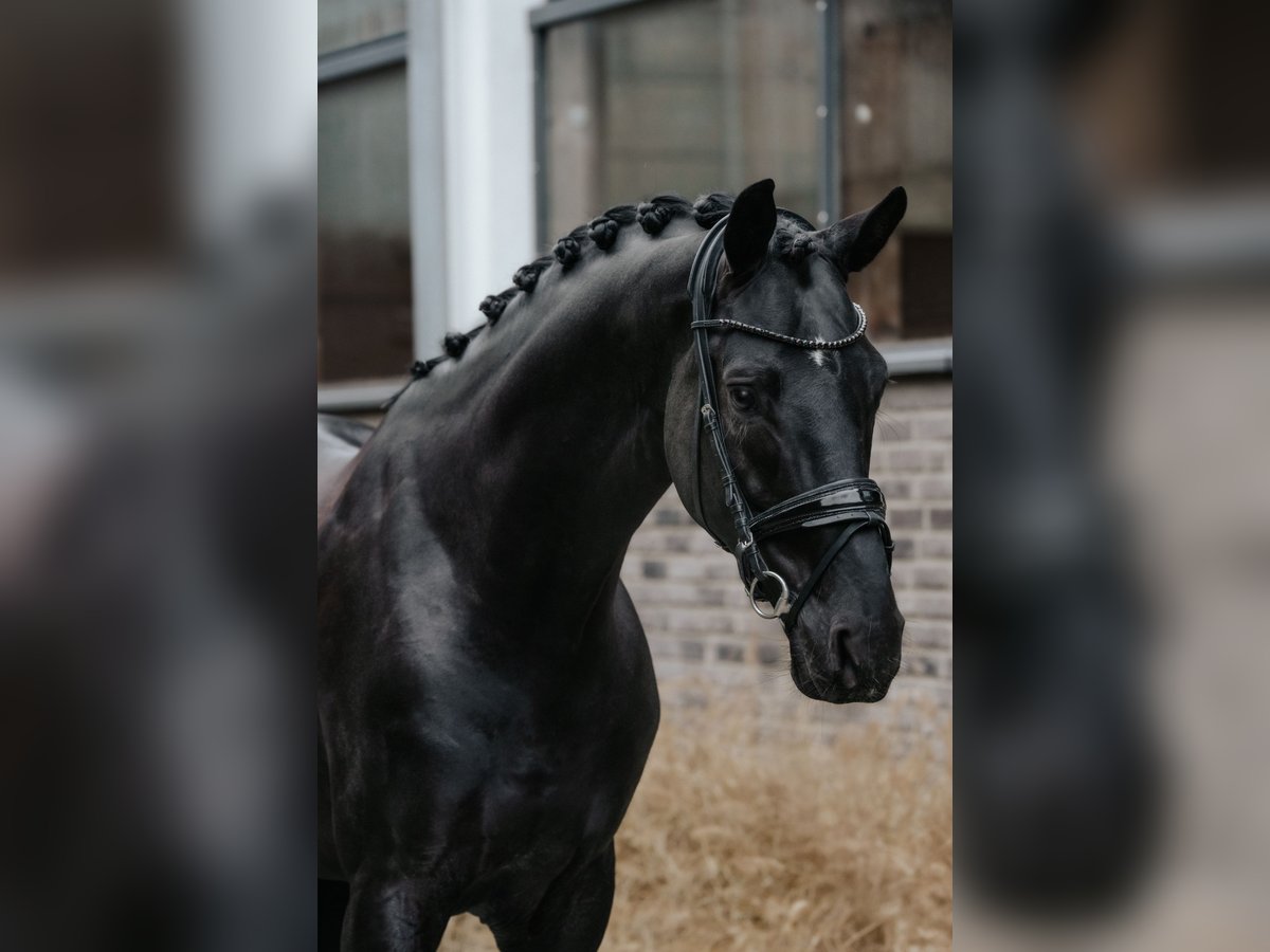 Oldenbourg Étalon 6 Ans 174 cm Noir in Dreieich