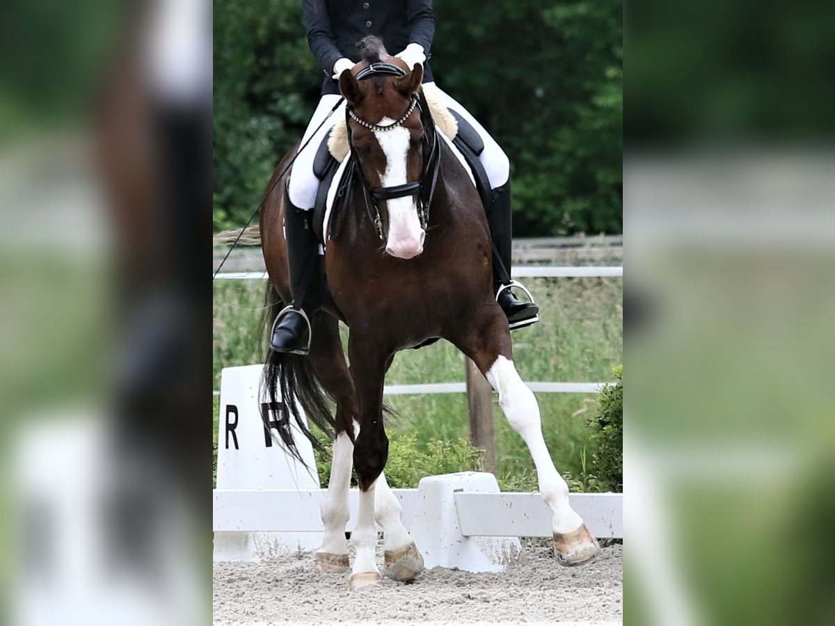 Oldenbourg Étalon 8 Ans 174 cm Alezan brûlé in Unna