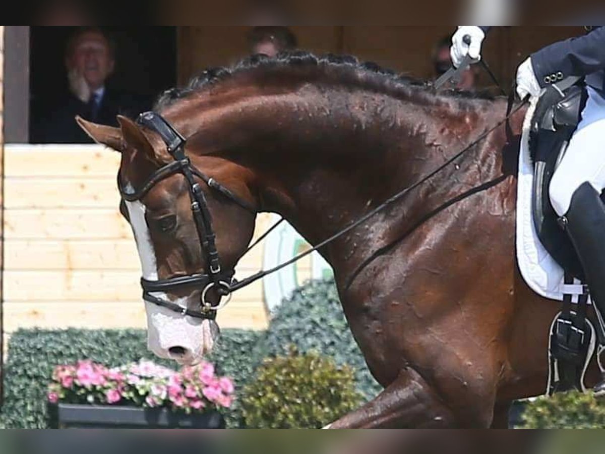 Oldenbourg Étalon 8 Ans 174 cm Alezan brûlé in Visbek