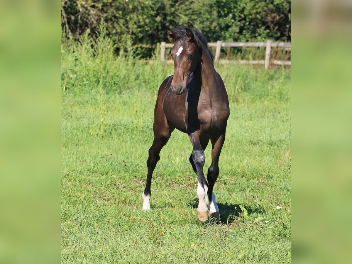 Oldenbourg Étalon Poulain (05/2023) 128 cm Bai brun in Radeburg
