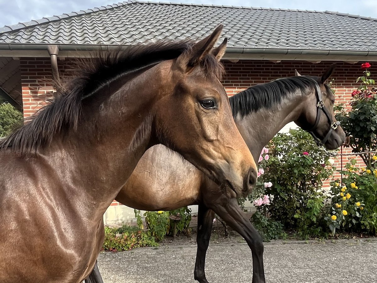 Oldenbourg Étalon Poulain (04/2025) 165 cm Bai brun in Wardenburg