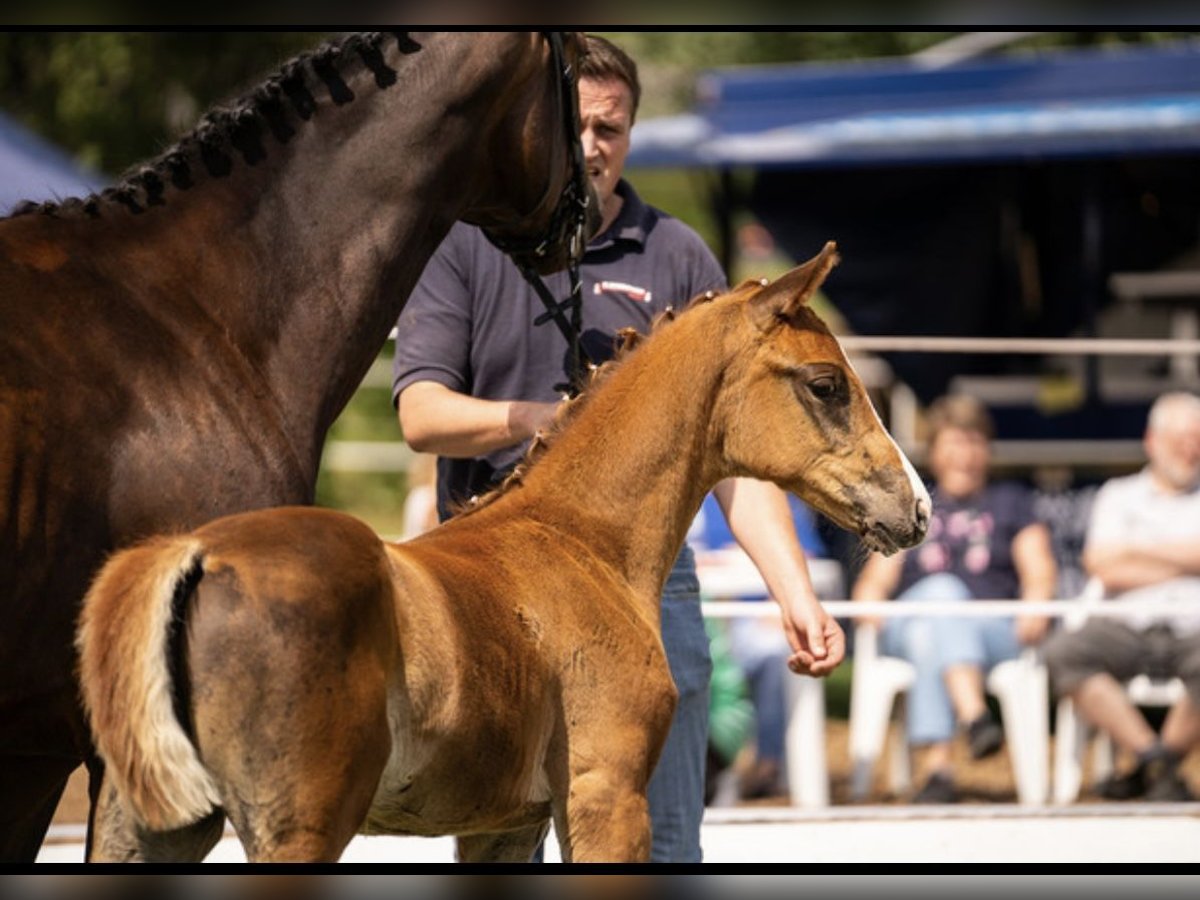 Oldenbourg Étalon Poulain (05/2025) 168 cm Alezan brûlé in Helmsdorf