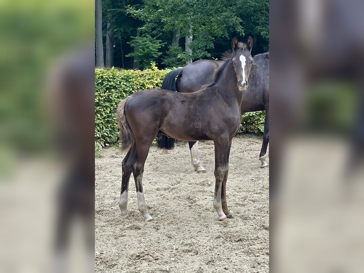 Oldenbourg Étalon Poulain (05/2025) 168 cm Noir in D&#xF6;tlingen