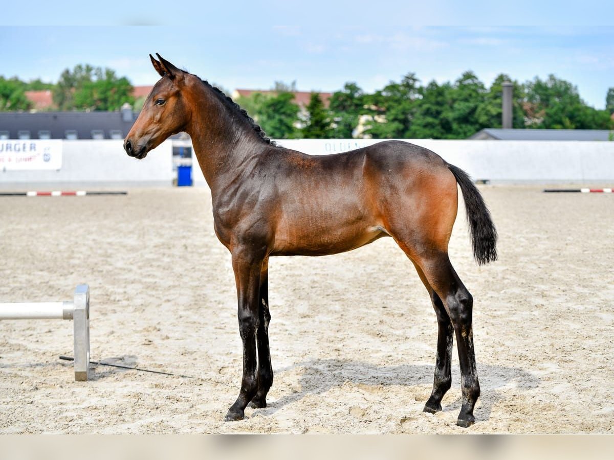 Oldenbourg Étalon Poulain (04/2024) 170 cm Bai brun foncé in Weida