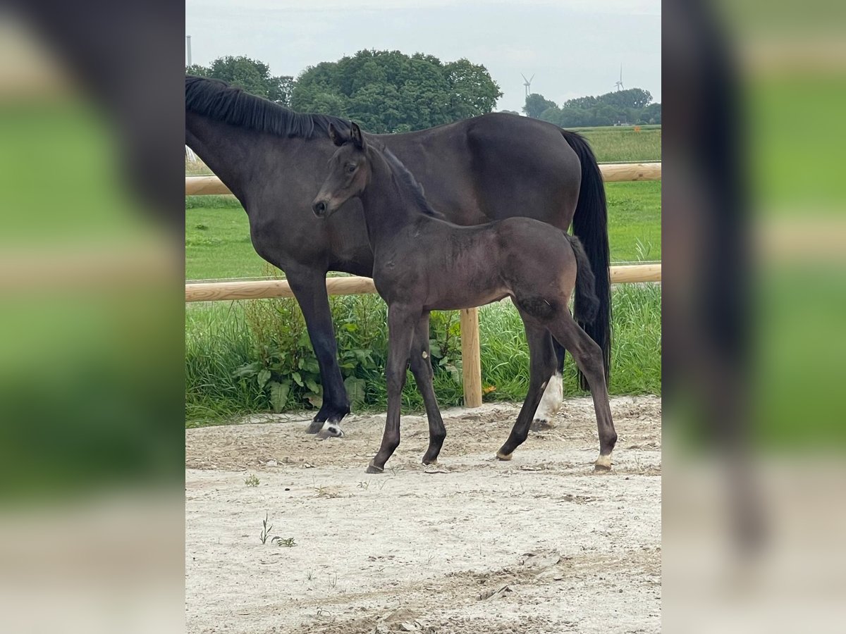 Oldenbourg Étalon Poulain (05/2025) 170 cm Bai brun foncé in Krummh&#xF6;rn Rysum