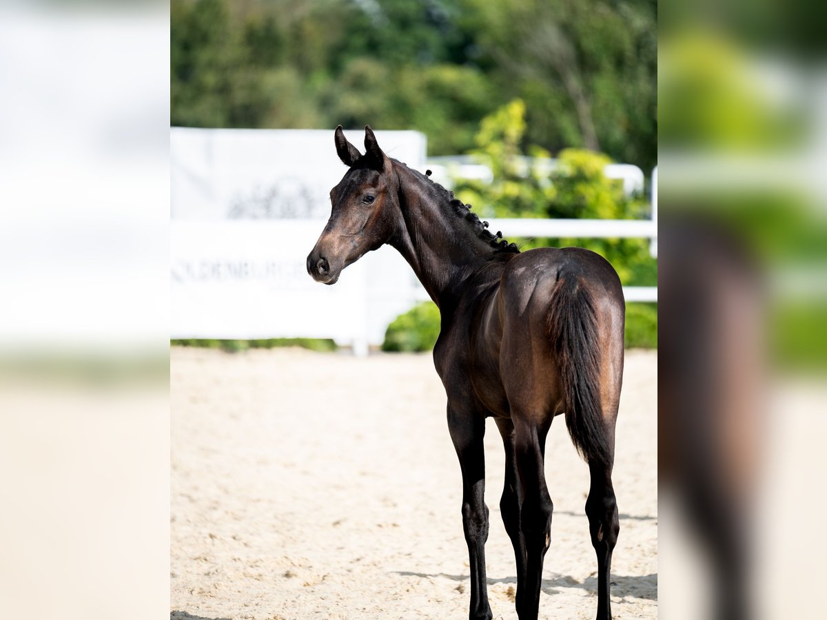 Oldenbourg Étalon Poulain (04/2024) 170 cm Bai brun foncé in Wysin