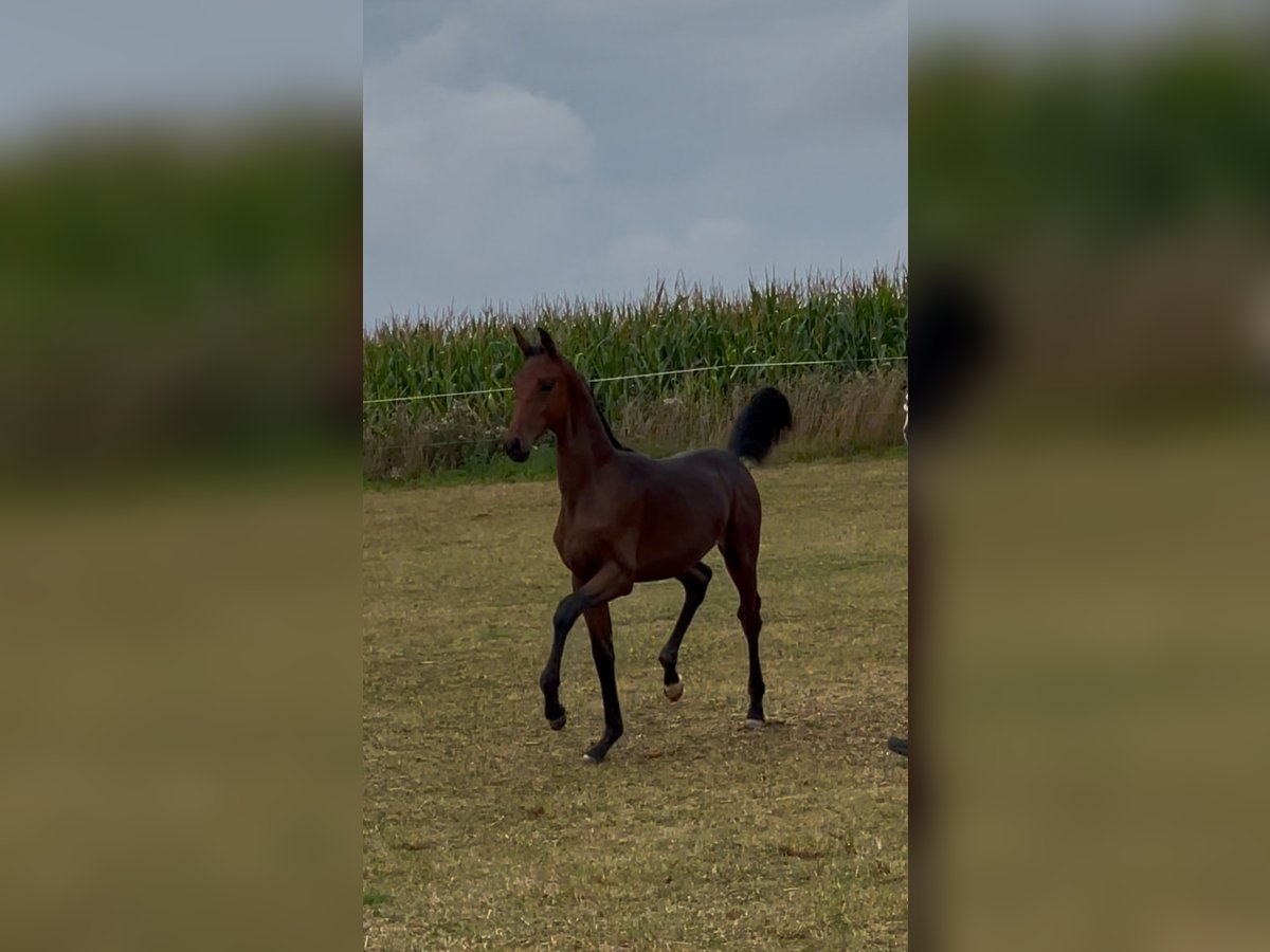 Oldenbourg Étalon Poulain (04/2025) 170 cm Bai in SilberhausenHermsdorf