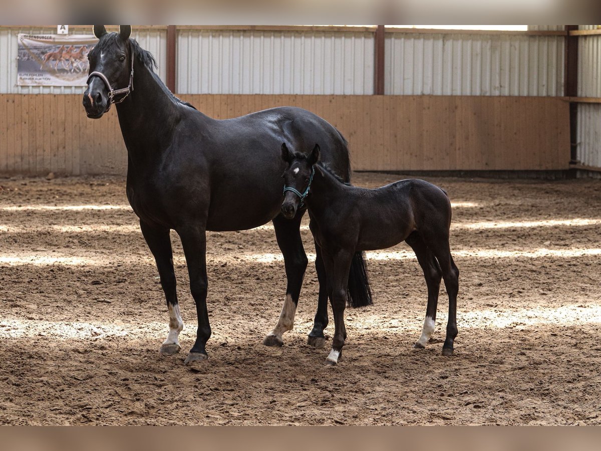 Oldenbourg Étalon  170 cm Noir in Hiddenhausen