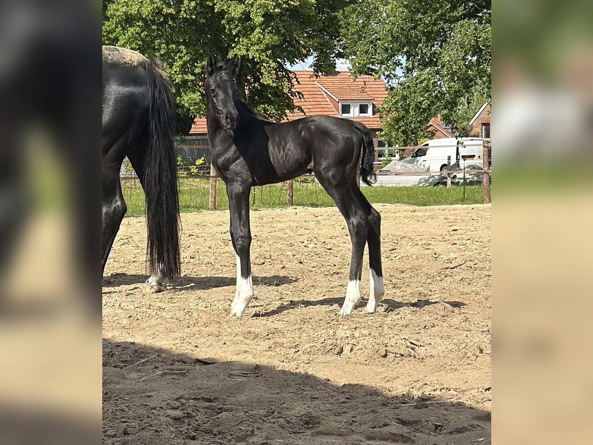 Oldenbourg Étalon  170 cm Noir in Gro&#xDF;efehn Bagband