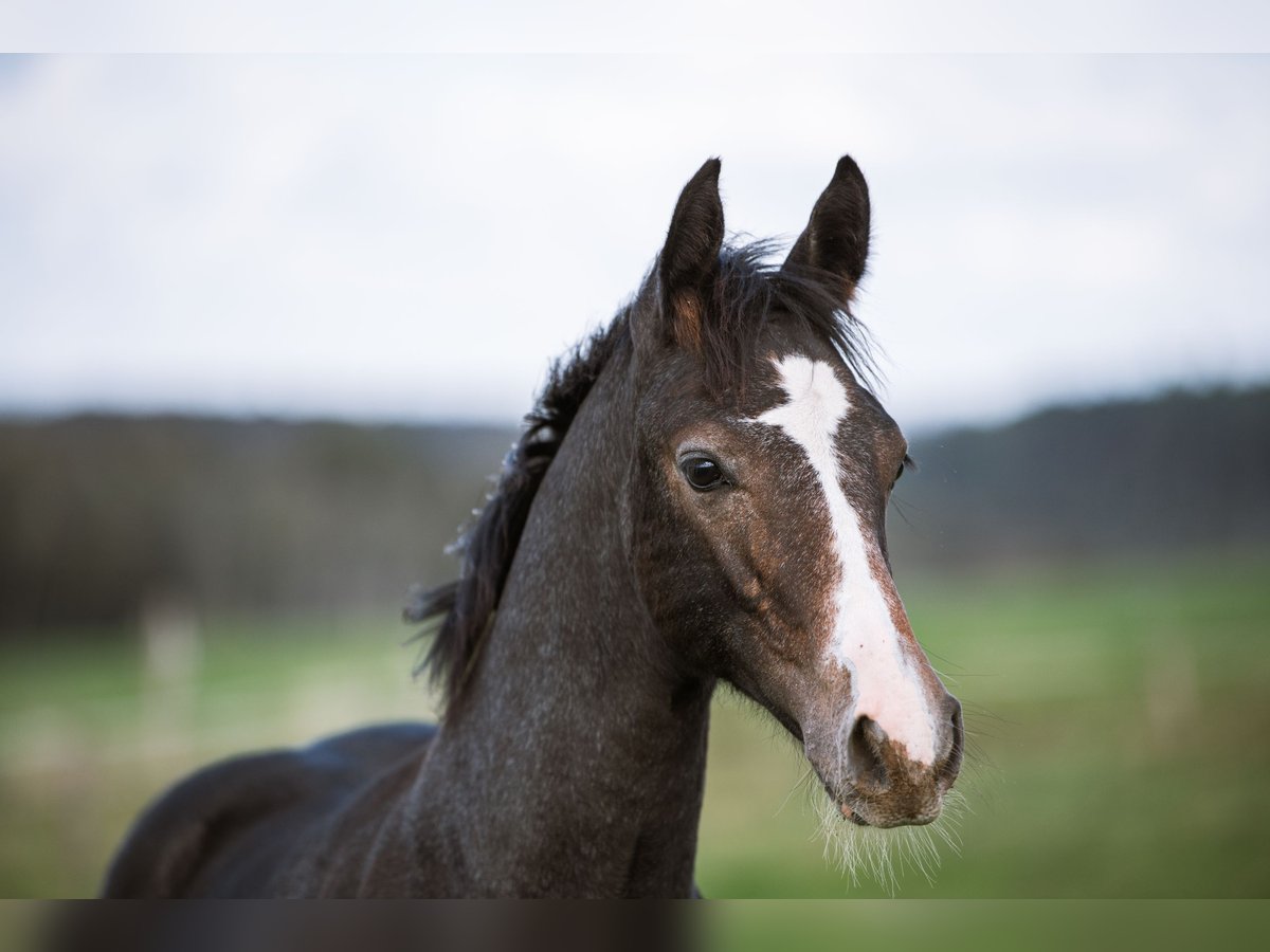 Oldenbourg Étalon Poulain (05/2024) 170 cm Peut devenir gris in Birkenbeul