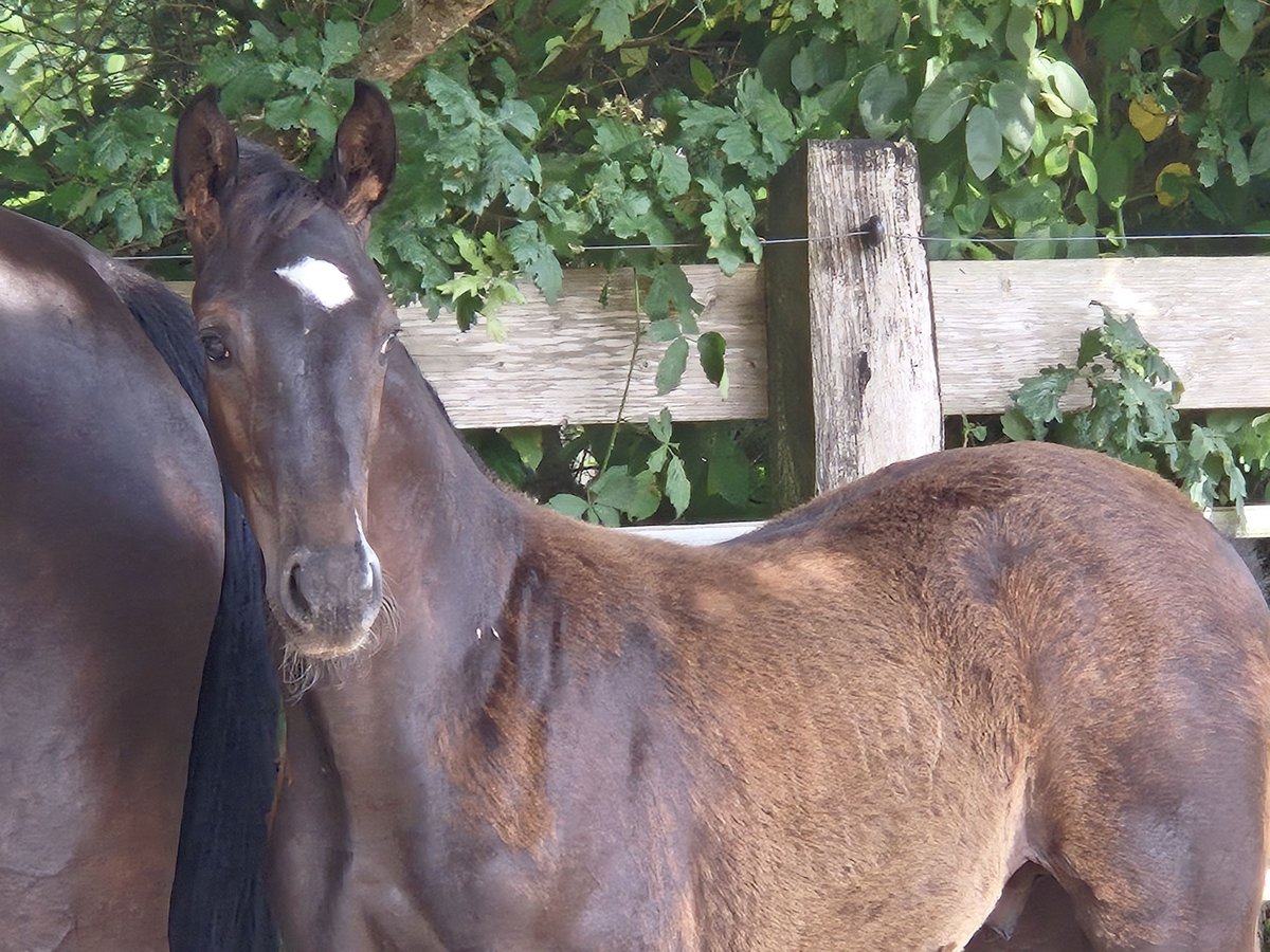 Oldenbourg Étalon Poulain (04/2025) 172 cm Noir in Westerstede