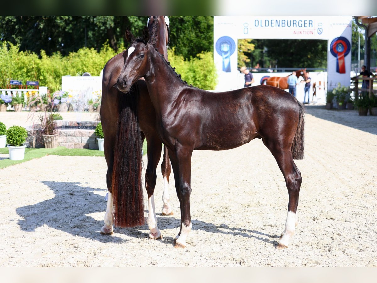 Oldenbourg Étalon Poulain (03/2024) 172 cm Noir in Twistringen