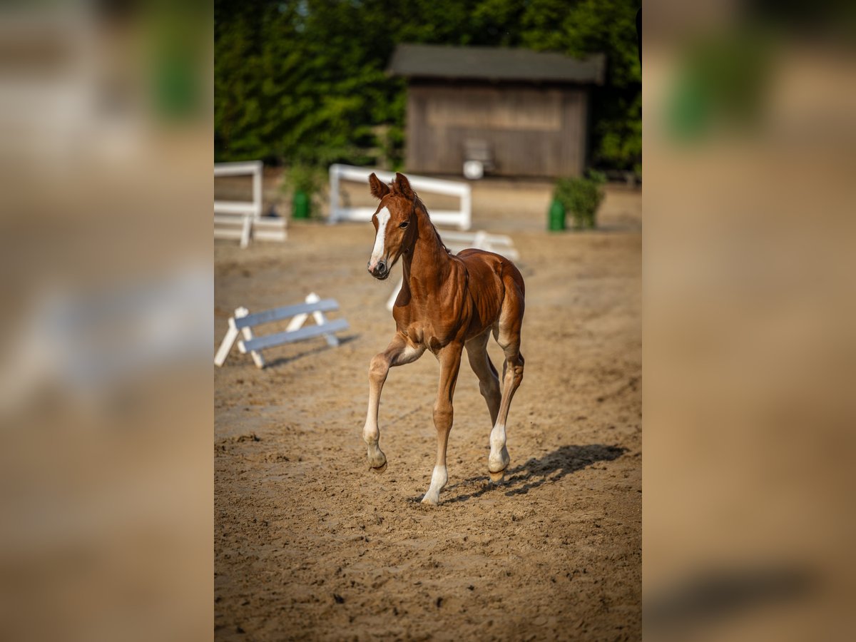 Oldenbourg Étalon  173 cm Alezan brûlé in Bad Grund