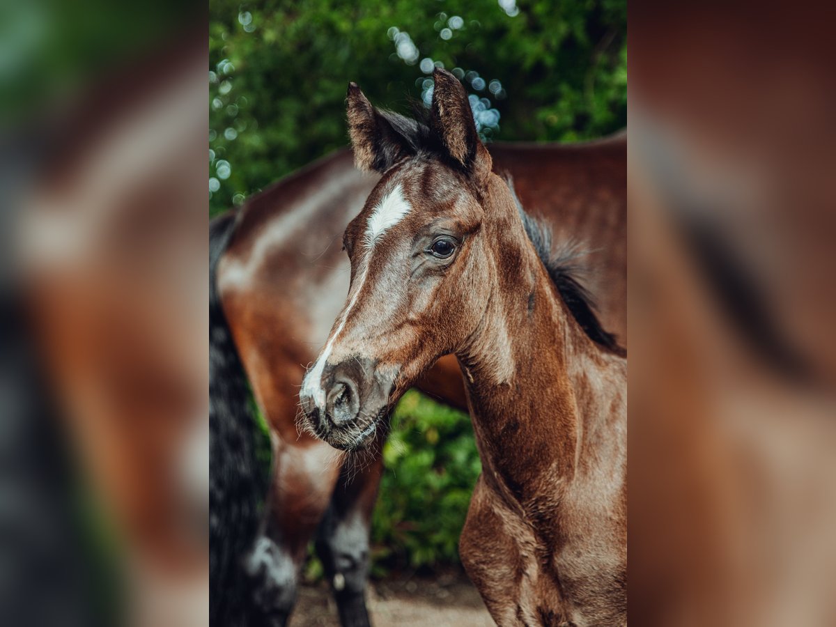 Oldenbourg Étalon Poulain (05/2025) 173 cm Bai brun in Bleckede