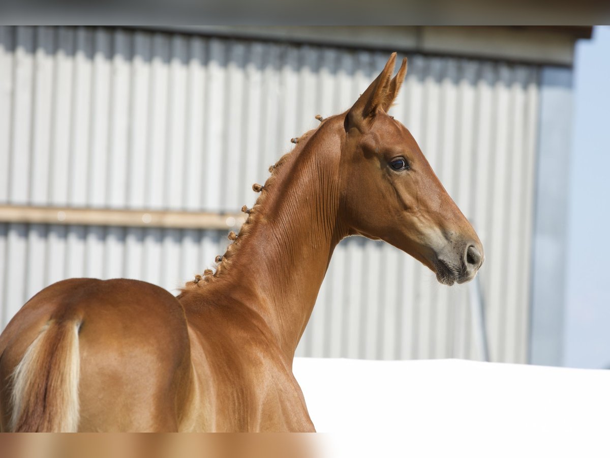 Oldenbourg Étalon Poulain (03/2024) 175 cm Alezan in Belgern