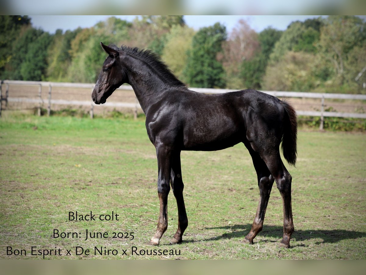 Oldenbourg Étalon Poulain (06/2025) 175 cm Noir in &#x27;s-Hertogenbosch