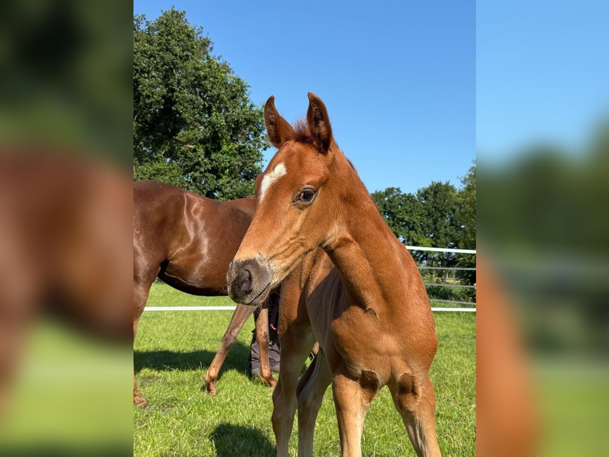 Oldenbourg Étalon  Alezan brûlé in Wingst