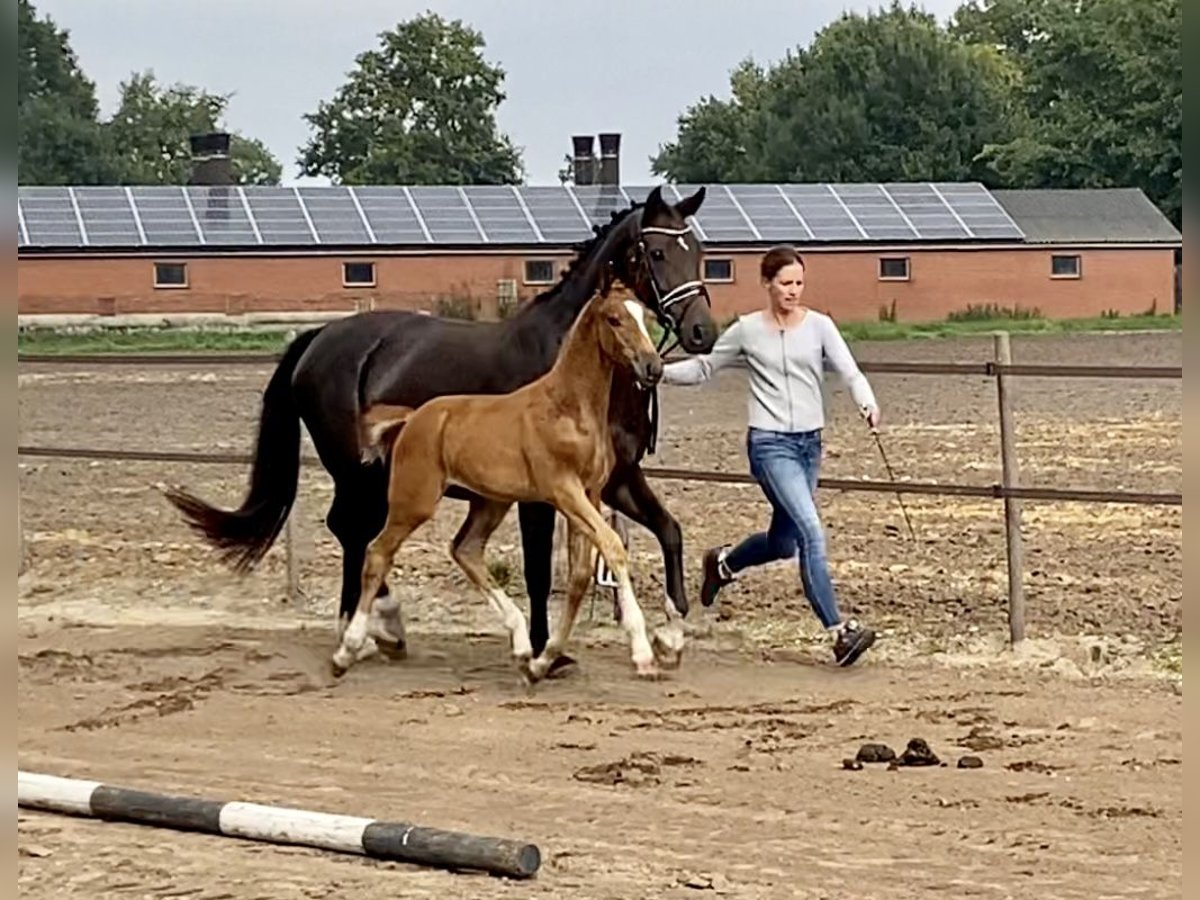 Oldenbourg Étalon Poulain (07/2024) Alezan brûlé in Steinfeld (Oldenburg)