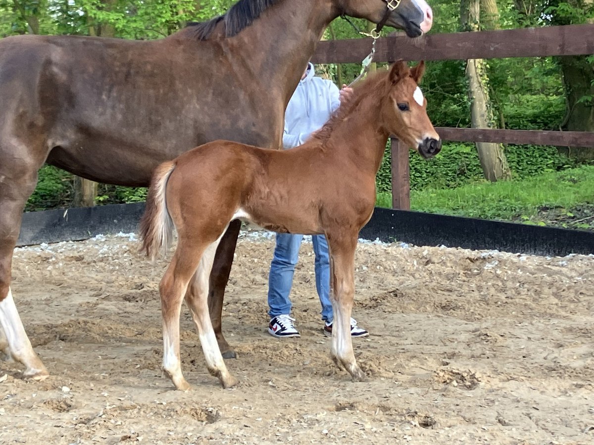 Oldenbourg Étalon Poulain (03/2024) Alezan brûlé in Oederquart