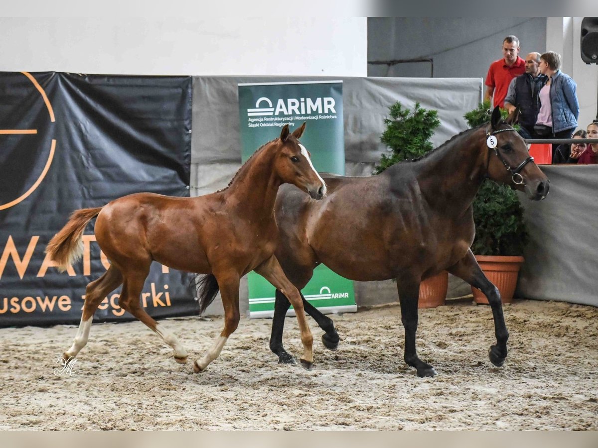Oldenbourg Étalon Poulain (04/2025) Alezan in Jasienica Dolna