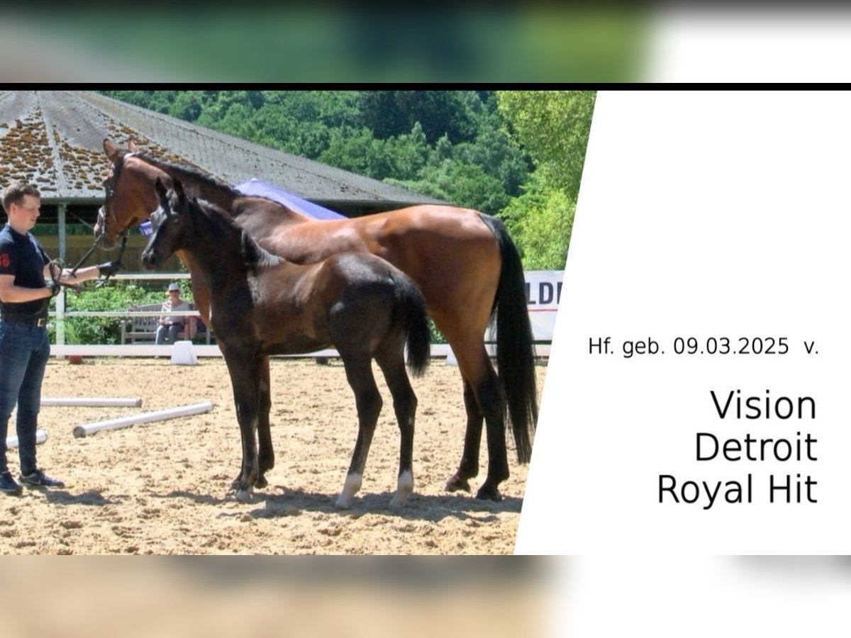 Oldenbourg Étalon Poulain (03/2025) Bai brun in Herbstein