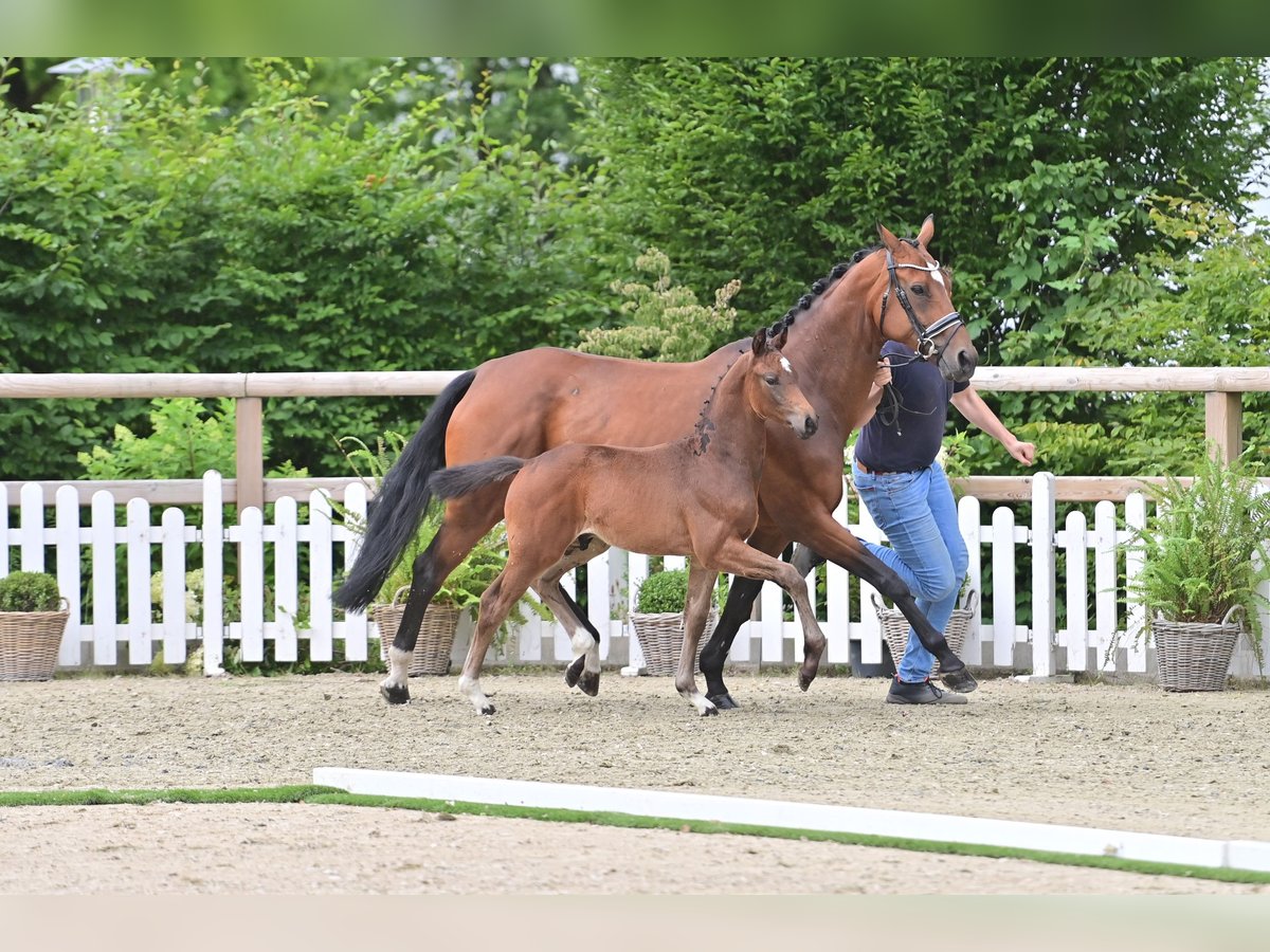 Oldenbourg Étalon Poulain (05/2025) Bai brun in Emstek