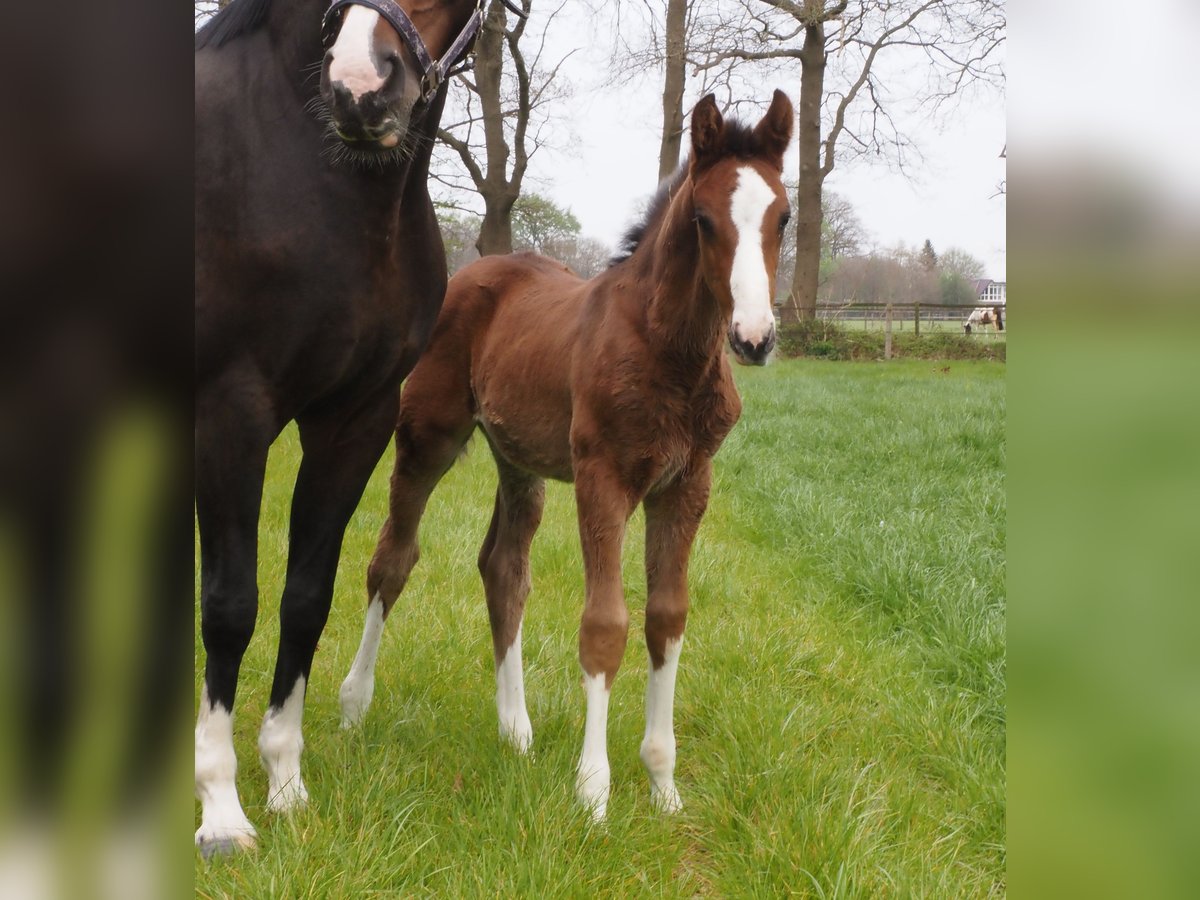 Oldenbourg Étalon  Bai brun in Bramsche