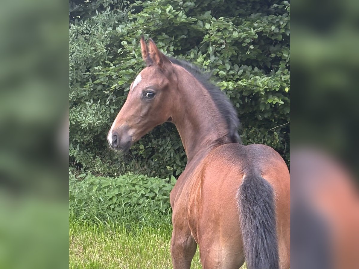 Oldenbourg Étalon Poulain (06/2025) Bai brun in Stuhr