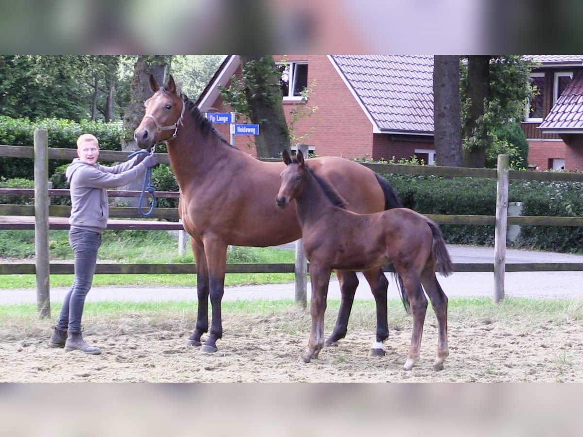 Oldenbourg Étalon Poulain (04/2024) Bai brun in Cloppenburg